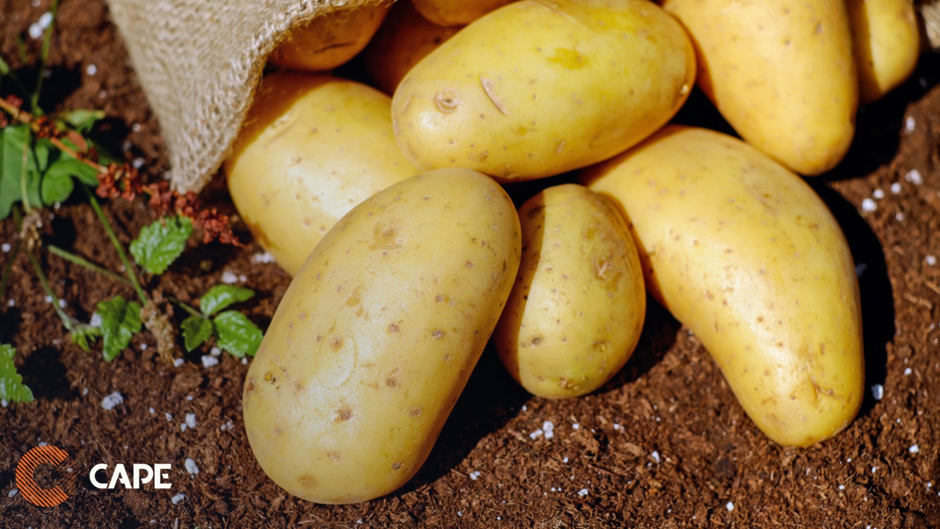 CAPE Supply chain - Aardappel tot vork digitalisering in de supply chain ketensamenwerking