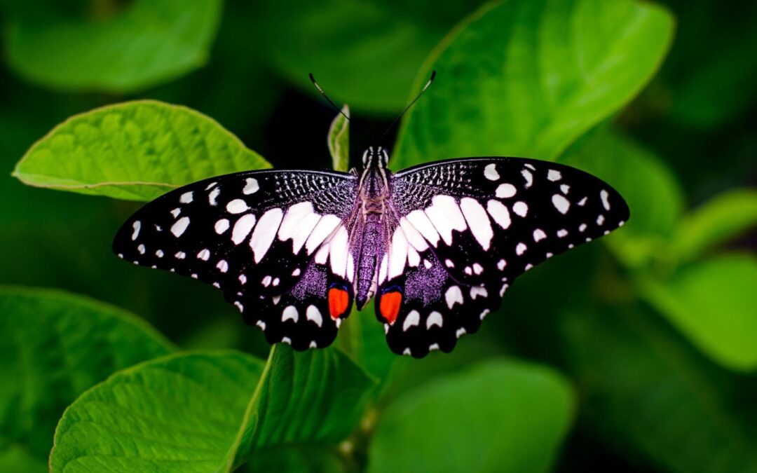 Nationale Database Flora en Fauna